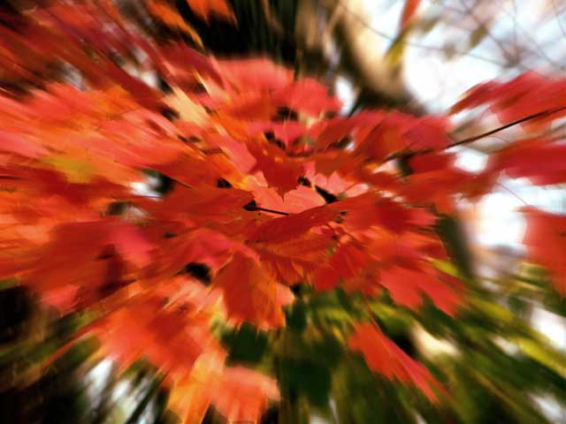 autumn-leaves-dreamy