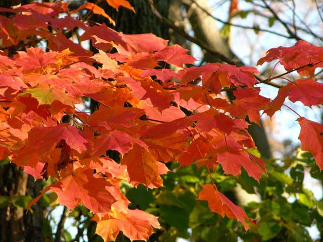 autumn-leaves-orig