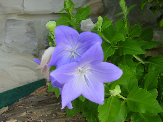 Balloon-Flower-painted.jpg