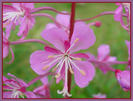 fireweed-painting