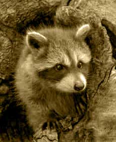 raccoon-sepia.jpg - 11.7 KB