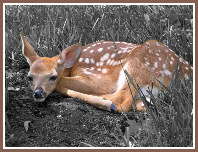 fawn-select-color.jpg - 59.5 KB