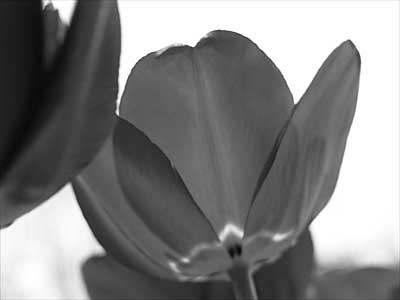 tulip-calc.jpg - 7.8 KB