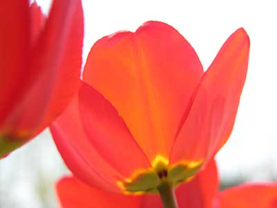 tulip-orig.jpg - 8.4 KB