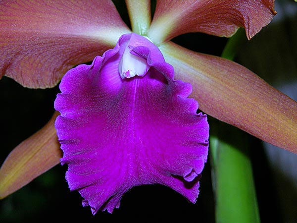 orchid-orig.jpg