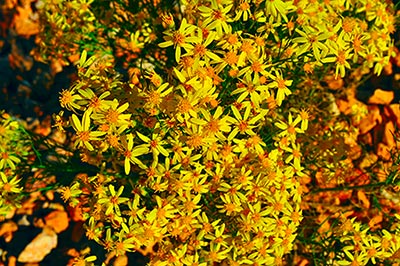 yellowflowers-lab-color-enhance.jpg