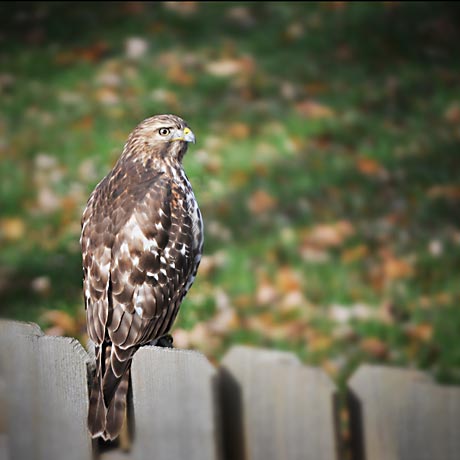 hawk-dof.jpg