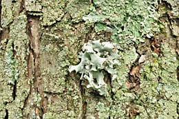 lichen1