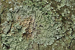 lichen2