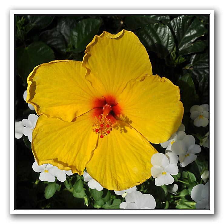 yellow-flower.jpg