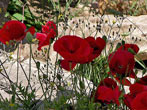 Ephesus poppies