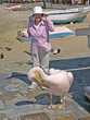 pelican & Mieko