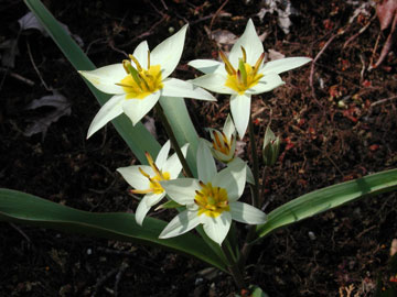 star-flowers