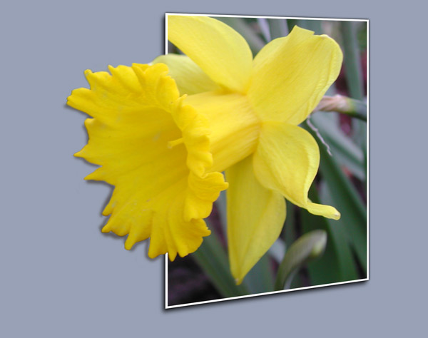 daffodil