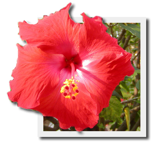 hibiscus