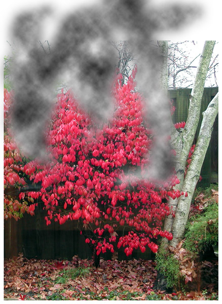 burning-bush