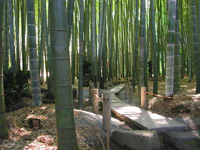 temple-bamboo (22K)