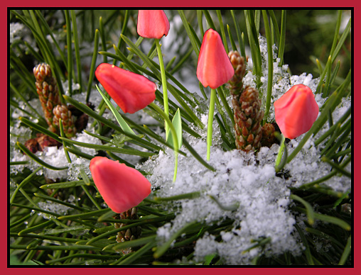 tulips-pine-snow (113K)