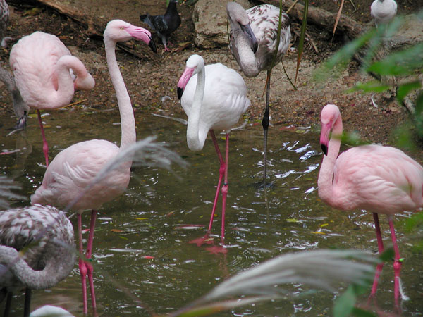 adjusted-exp-flamingo