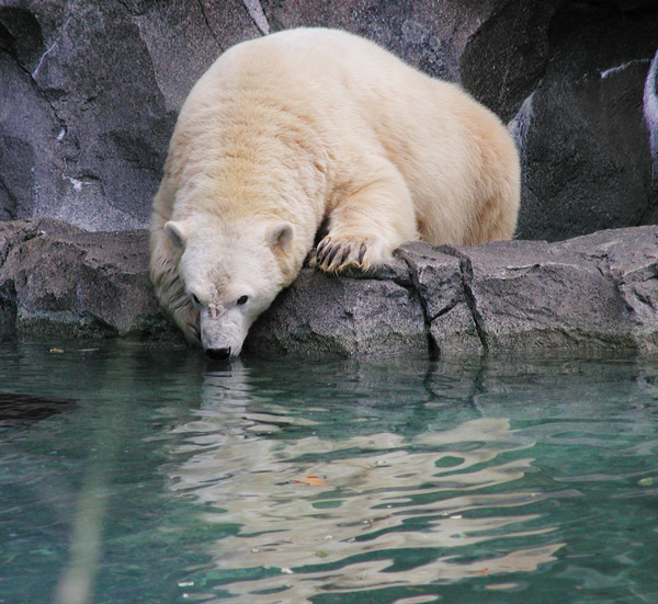 polar-bear-1505