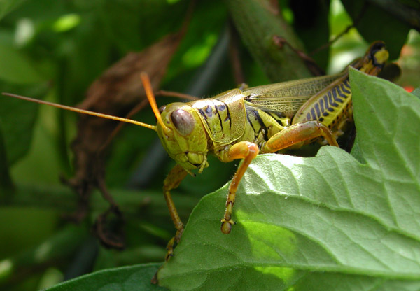 Cropped Grasshopper