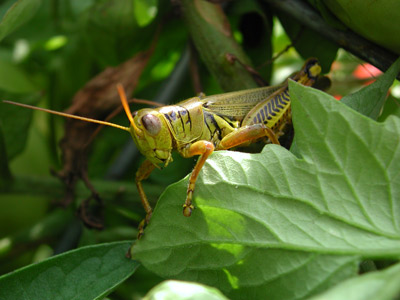 Grasshopper