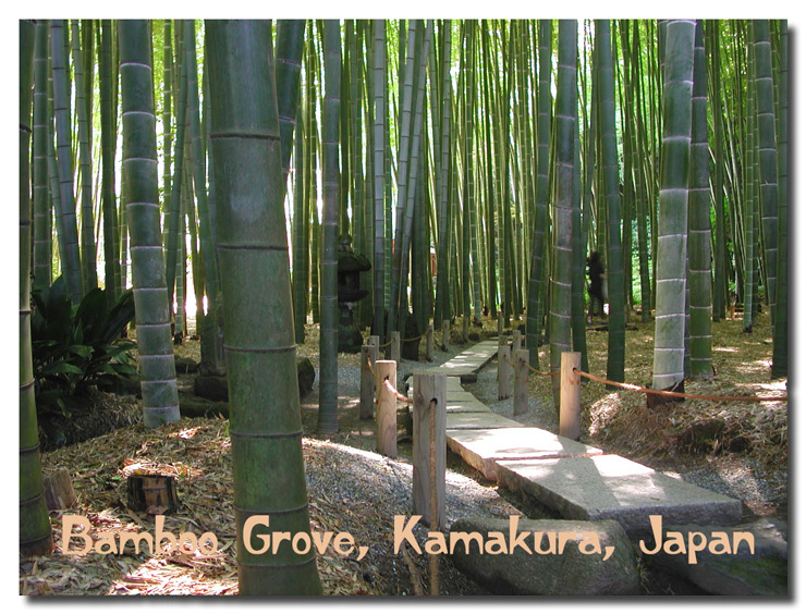 Temple Bamboo