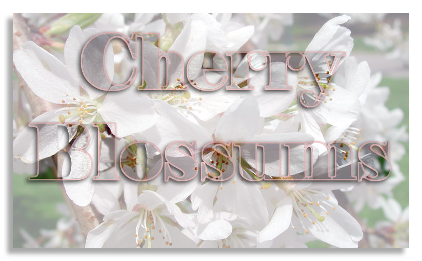 cherry-blossums-shadowed