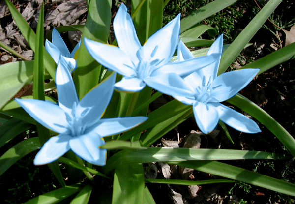 blue-flower