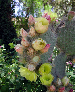 cactus-image