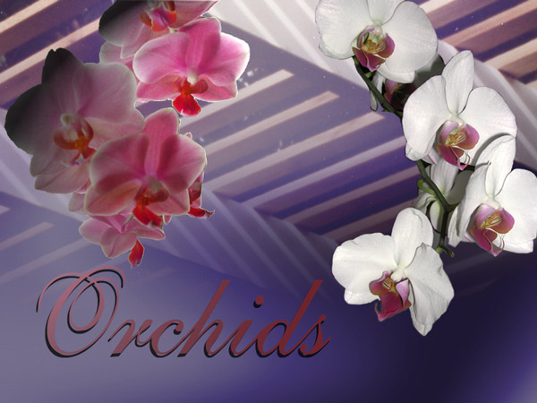 orchid art