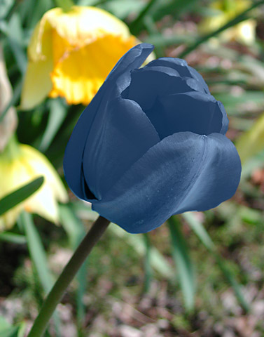 tulip-blue