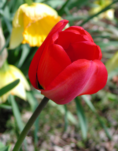 tulip-red