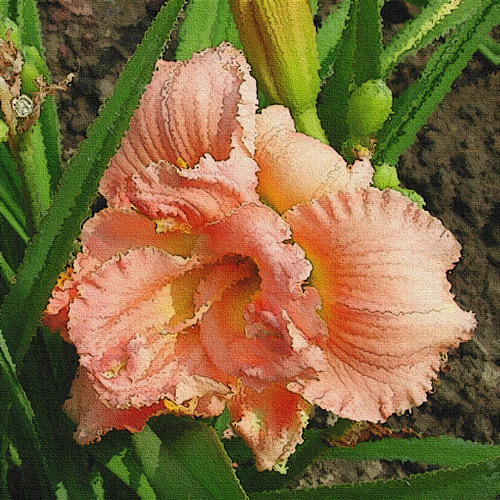 day-lily