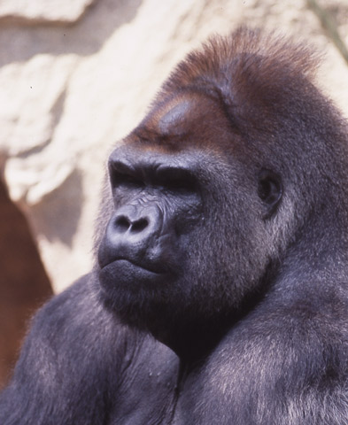 gorilla-before