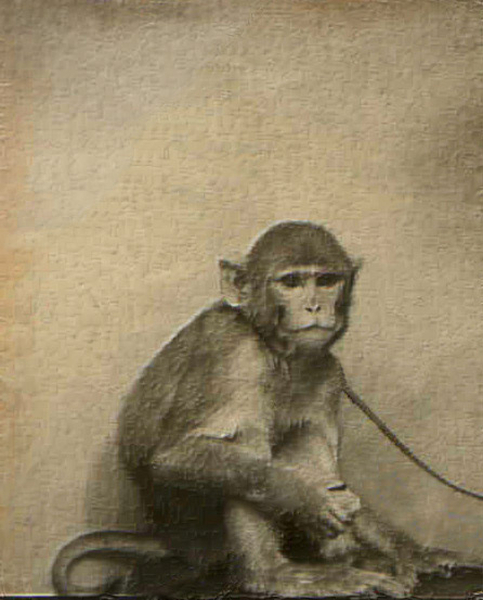 monkey-repaired