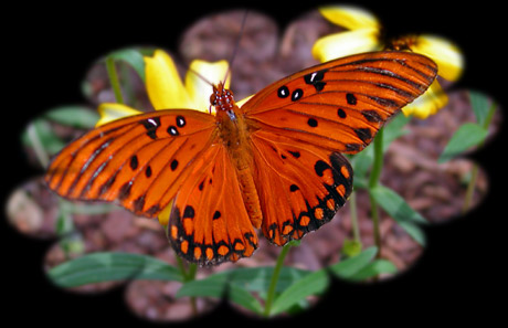 butterfly-cropped (42K)