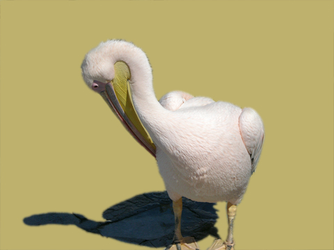 pelican-extracted (60K)