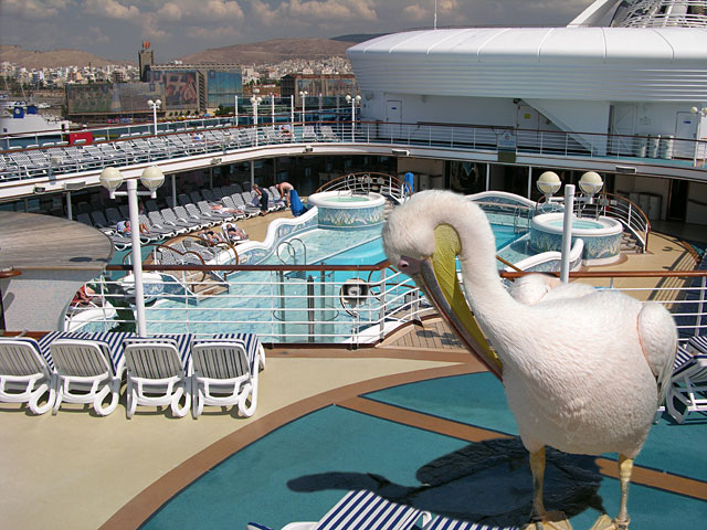 pelican-on-a-ship (103K)
