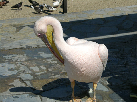 pelican (75K)