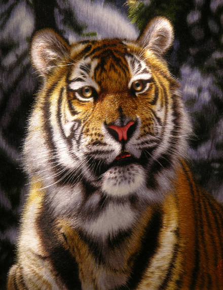tiger_0