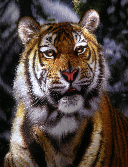 tiger_1