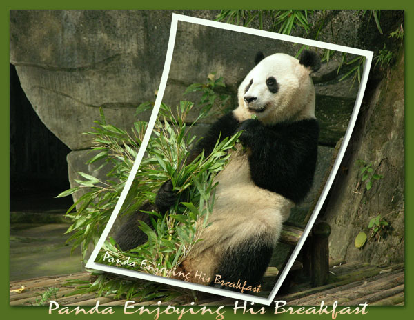 panda-breakfast