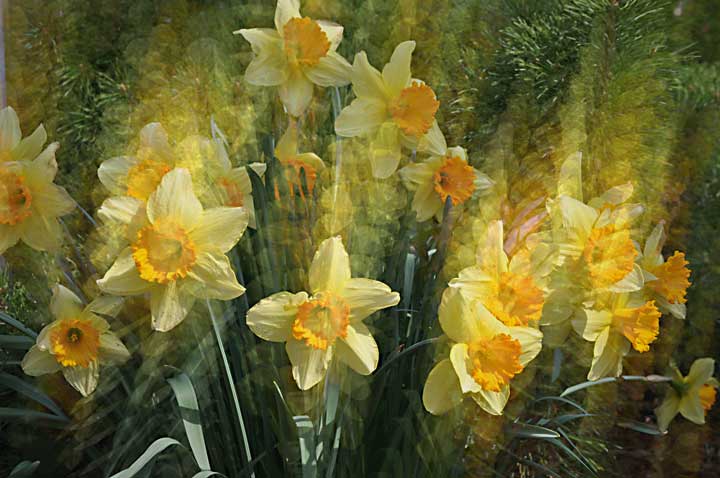 daffodils.jpg