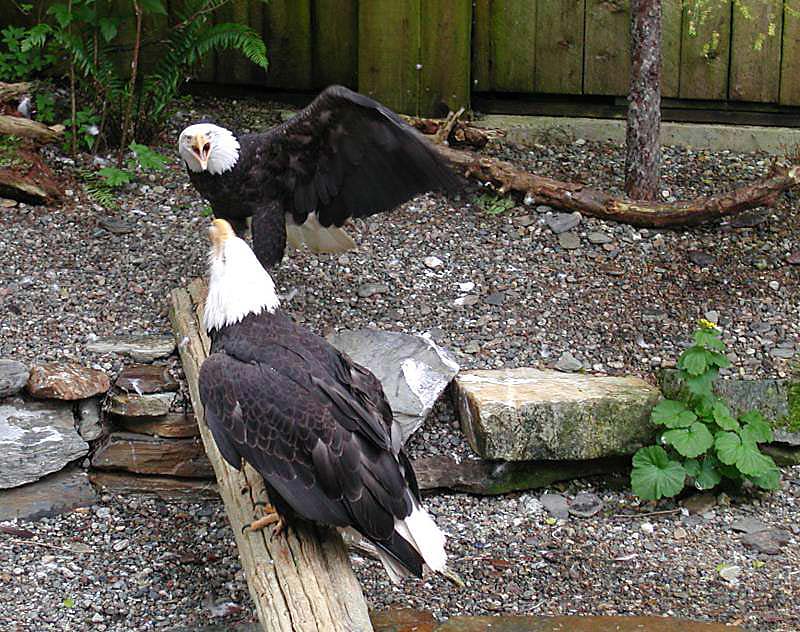 323eagles