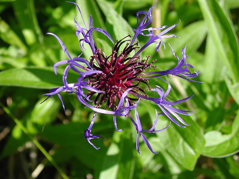 350flower