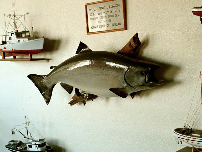 355kingsalmon