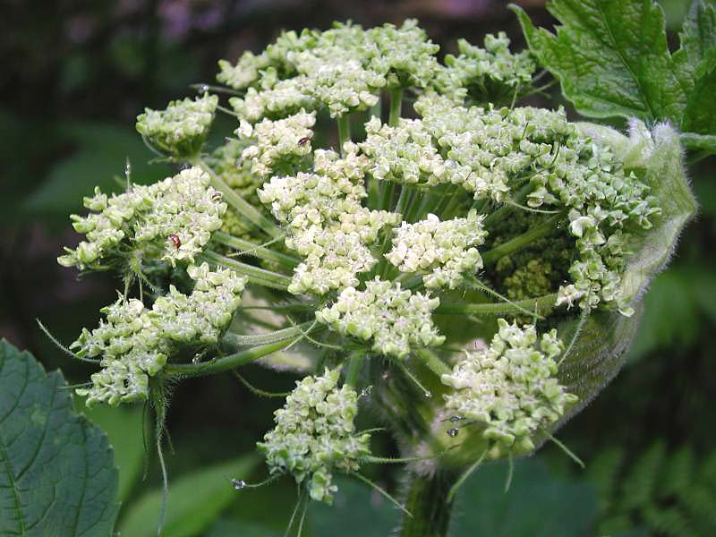 357flower