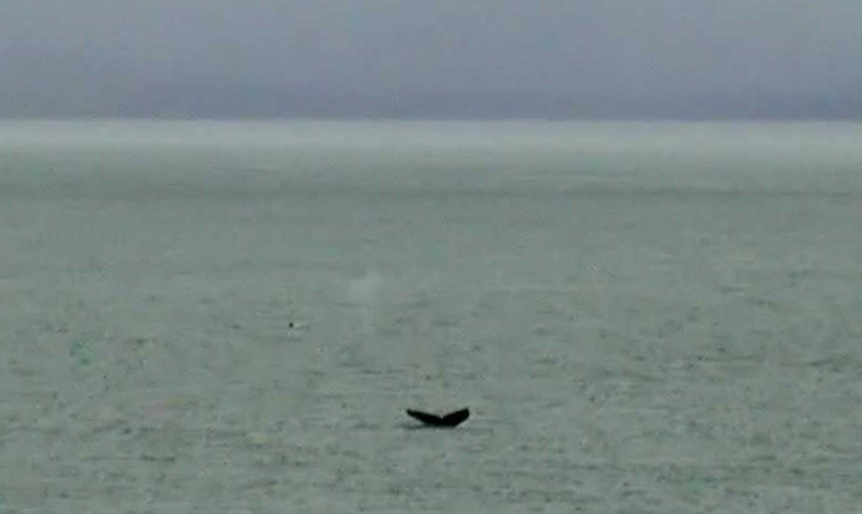 409whaletail