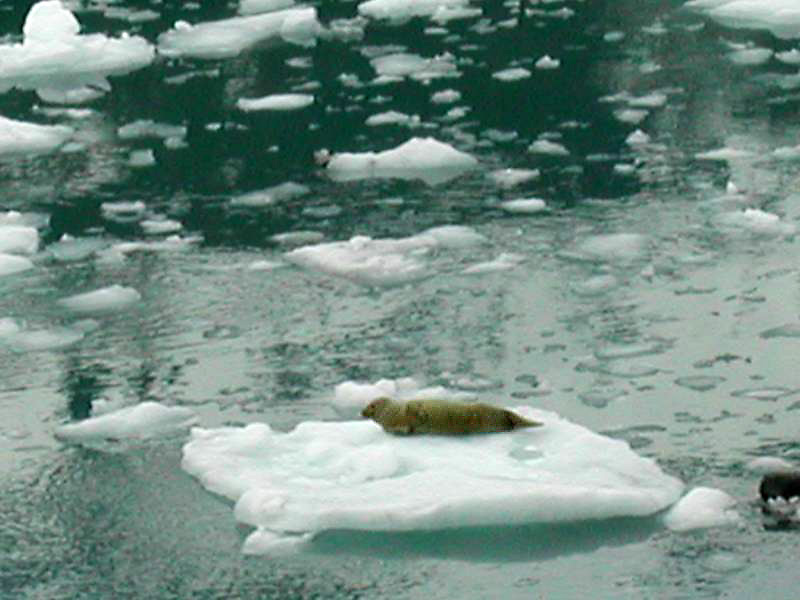 457harpseal